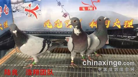 云南红河公棚赛鸽中心(云南红河公棚赛鸽中心2015)缩略图