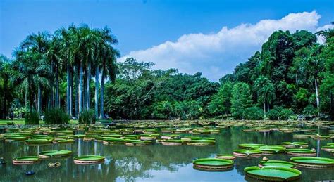 上海植物园西双版纳(西双版纳的植物园)缩略图