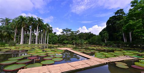 西双版纳热带植物园(西双版纳热带植物园景点介绍)缩略图