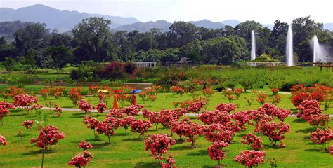 西双版纳勐仑植物园(西双版纳勐仑植物园简介)缩略图