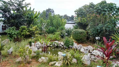 植物园西双版纳拍照(西双版纳植物园的照片)缩略图