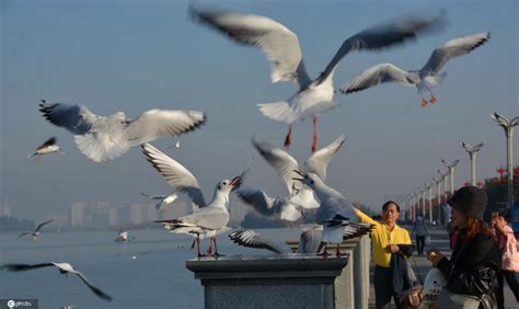 昆明滇池的海鸥(昆明滇池的海鸥几月份来)缩略图