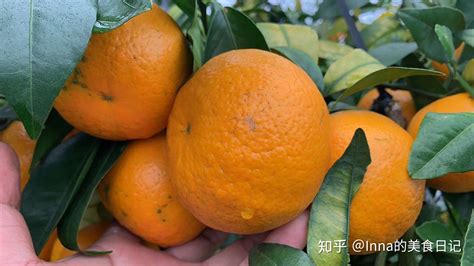 云南江城沃柑(云南江城沃柑上市时间)缩略图