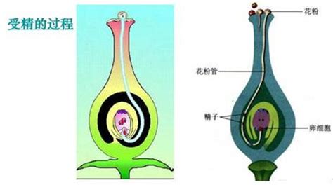 子房是谁的字(子房是谁的字体)缩略图