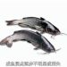 鱼寻念什么(鱼寻念什么字)缩略图 鱼寻念什么(鱼寻念什么字)缩略图