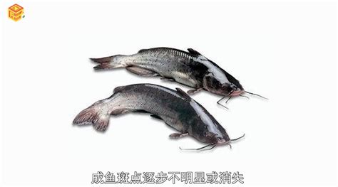 鱼寻念什么(鱼寻念什么字)缩略图