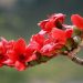 南京的市花是什么(南京的市花是什么名字)缩略图 南京的市花是什么(南京的市花是什么名字)缩略图
