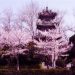鸡鸣寺求什么灵(鸡鸣寺求什么灵验)缩略图 鸡鸣寺求什么灵(鸡鸣寺求什么灵验)缩略图