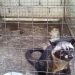麝香猫多少钱一只(麝香猫多少一只)缩略图 麝香猫多少钱一只(麝香猫多少一只)缩略图