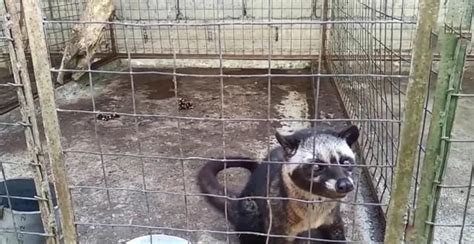 麝香猫多少钱一只(麝香猫多少一只)缩略图