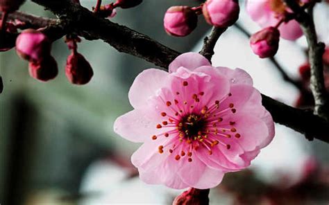 梅花几月开(梅花几月开花哪个季节)缩略图