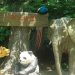上海动物园门票多少钱(上海动物园门票多少钱了)缩略图 上海动物园门票多少钱(上海动物园门票多少钱了)缩略图