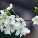 武汉樱花什么时候开(武汉樱花什么时候开得最好)缩略图 武汉樱花什么时候开(武汉樱花什么时候开得最好)缩略图