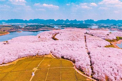 樱花几月份开,樱花几月份开的最旺盛缩略图