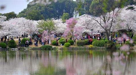 武汉东湖樱花园,武汉东湖樱花园旅游攻略缩略图