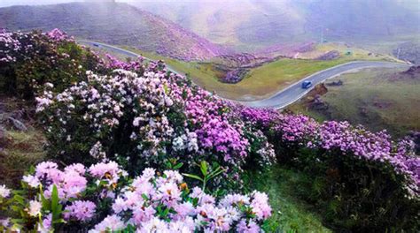 百里花海,百里花海门票价格缩略图