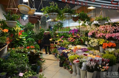 花鸟鱼市场(花鸟鱼市场开门了吗)缩略图