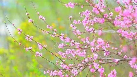 樱花七日(樱花七日是什么意思)缩略图