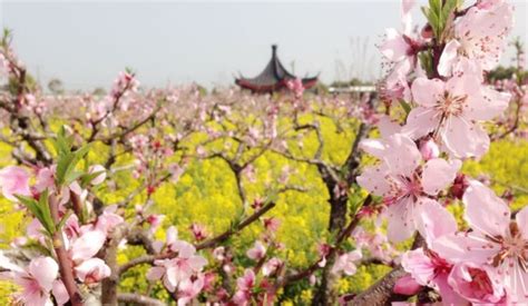 桃花开放时间,桃花开放时间是几点到几点缩略图