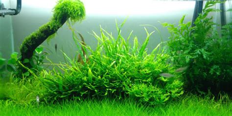 铁皇冠(铁皇冠水草)缩略图