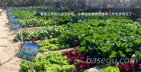 意大利农场,意大利农场歌曲缩略图