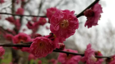 东湖梅园,东湖梅园门票多少钱缩略图